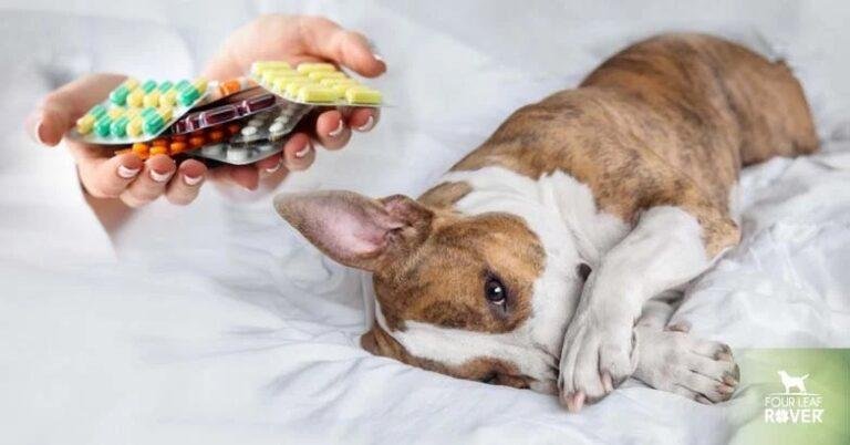 Dog Gut Health And Allergies | Four Leaf Rover Blog
