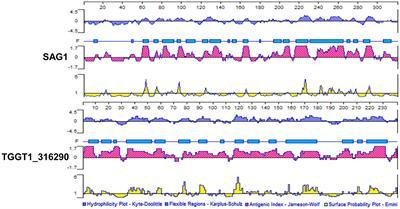 Frontiers | A novel Toxoplasma gondii TGGT1_316290 mRNA-LNP vaccine elicits protective immune response against toxoplasmosis in mice