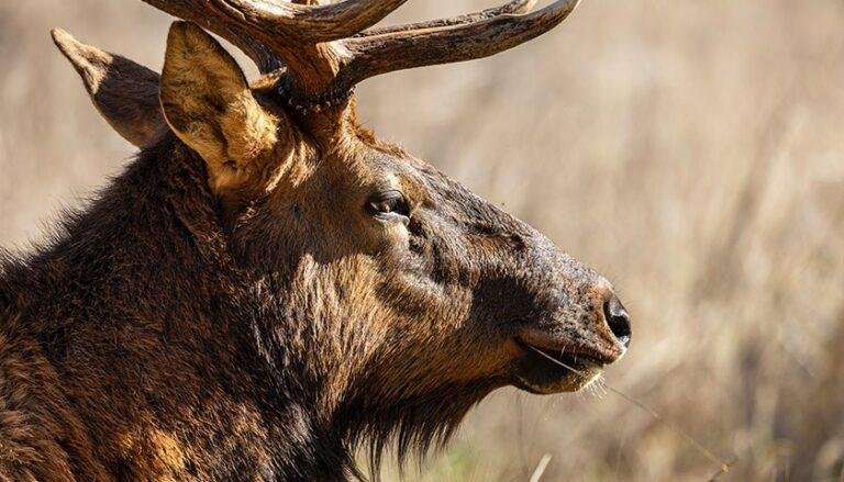 Source: Forestry Workers Find Animals Dying at Alarming Rates in Ohio Parks Following East Palestine Train Derailment