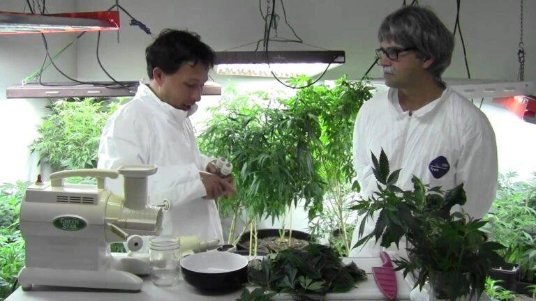 Juicing Raw Cannabis for Highest Health Benefit