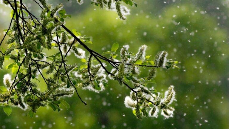 Spring Allergies Predicted to Hit Early and Hard