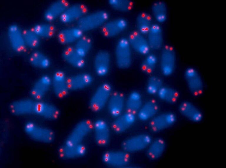 Long telomeres link to disease suggests caution on anti-aging push - The Niche
