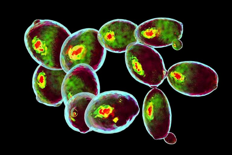 Scientists Dramatically Extend Cell Lifespan in Anti-Aging Breakthrough