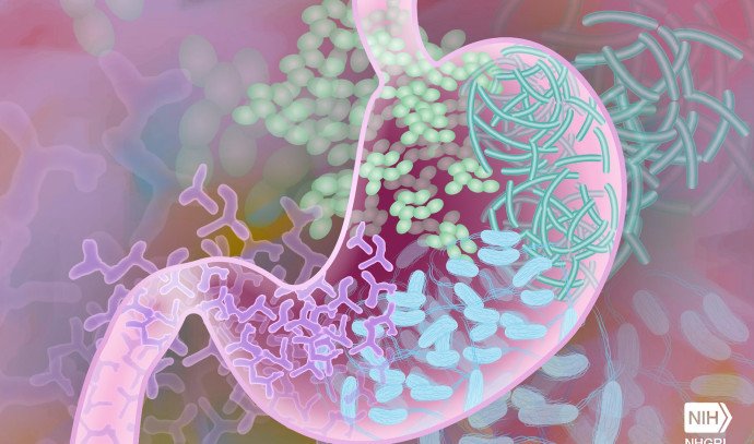 These daily habits can impact your gut health - The Jerusalem Post