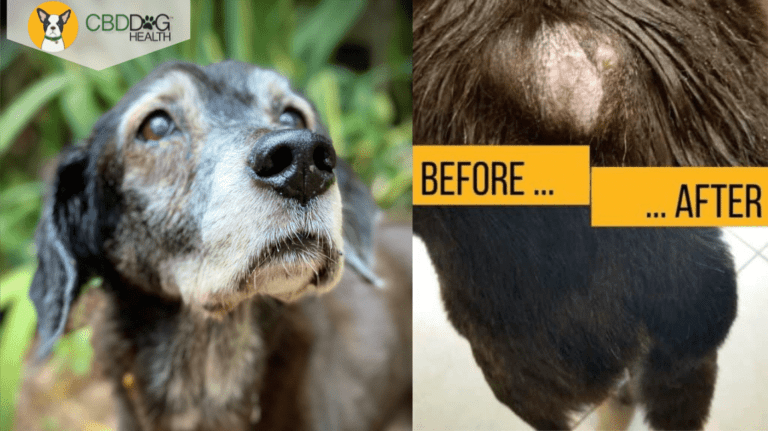 Natural Remedies for Mast Cell Tumors in Dogs - CBD Dog Health