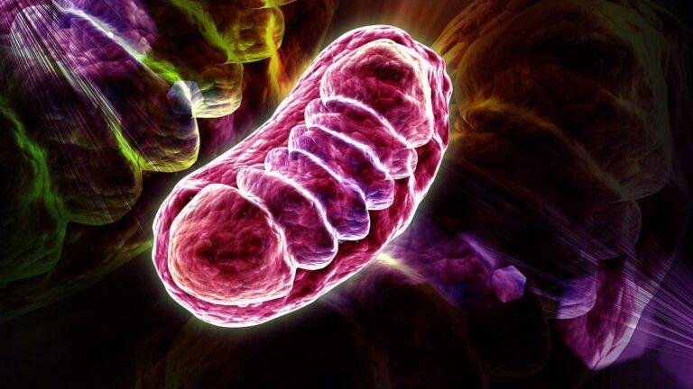 Anti-aging 'drug-like' molecule preserves the powerhouse of our cells