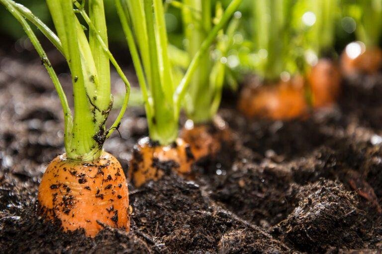 We Love Sow Good Farms: Pioneers in Organic Food - ForestNation