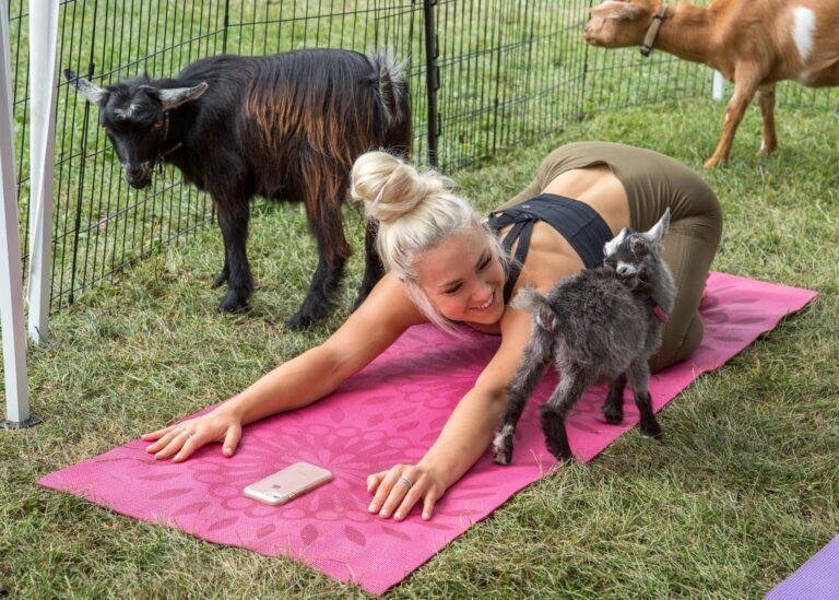 Puppy yoga? Goat meditation? An animal welfare scientist explores what these activities might mean for the cute creatures