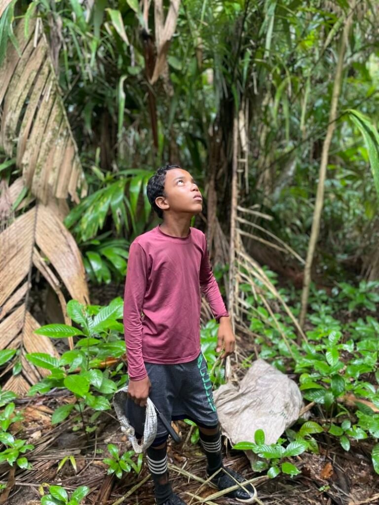 Children in Brazil are climbing 70-foot-high trees so you can eat açaí berries | CNN