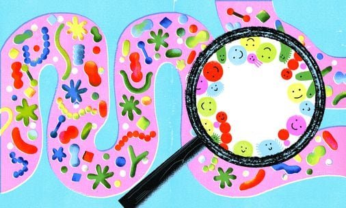 Gut health explained: 5 things to know for a better microbiome - The Boston Globe